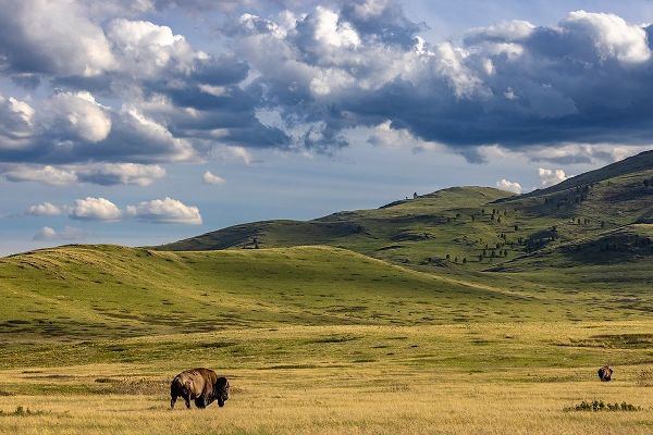 Haney, Chuck 아티스트의 Bison bulls grazing at the National Bison Range in Moiese-Montana-USA작품입니다.